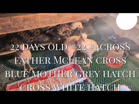22 days old #22 #4cross father McLean cross blue mother grey hatch cross white hatch