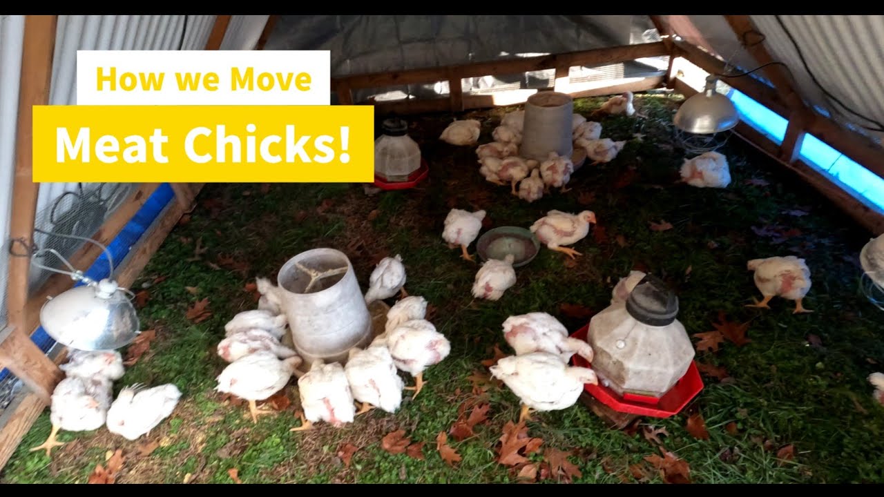 Move Meat Chickens! - YouTube