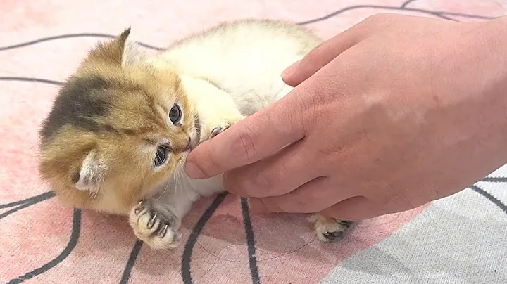 Video 3982541: british shorthair, cat kitten, kitten gently, kitten cute fluffy, kitten massage