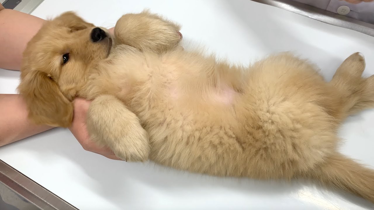 ゴールデンレトリバー子犬の初めての病院 Youtube