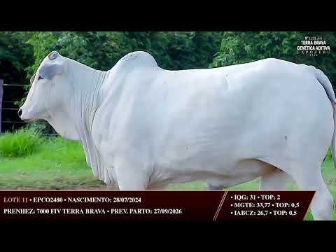 LOTE 11 | 2480 FIV DA TERRA BRAVA | PRENHA | GENÉTICA DE ELITE NELORE
