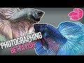 Photographing Betta Fish - How I Take Pictures of Fish