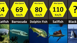 Fastest Fishes in the World | Speed Comparison