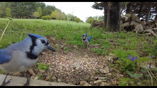 Bird Watching For Cats and Dogs | Relaxing Backyard Birds, Squirrels, Blue Jays and Bunny