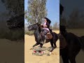 اسب سواری ایرانی توسط زیبا بانوی اسب سواری دیوانه ایرانی سوارکاری نصیرحسین اسب سواری ایرانی توسط زیبا بانوی اسب سواری دیوانه ایرانی سوارکاری نصیرحسین