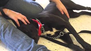 Tess the Lab/American Bulldog Mix