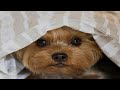 Funny and cute yorkie puppy barking.  #shorts  #funny