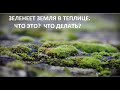 Зеленеет земля в теплице.Что это? Что делать?