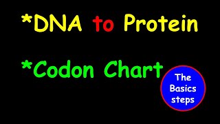 DNA to Protein   Reading codon chart (the basic steps)