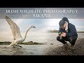 Irish wildlife photography  swans at the estuary