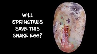 Using Springtails to Save a Ball Python Egg!