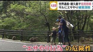 大迷惑 世界遺産・屋久島で住民悲鳴 サルに餌やり被害深刻 鹿児島県(動物愛誤)(農業損害)(經濟損害)(製造車禍.傷人)(アニマルホーダー)(Bウイルス病.疱疹B病毒)(狂犬病.Rabies)