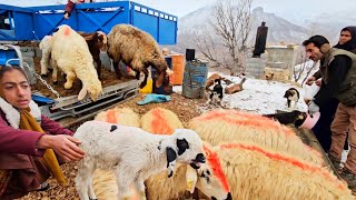 Download Lagu Leila's Nomad Family: Kamdin's Tough Sell 💔 | Mohtaram's Opposition \u0026 The Great Sheep Purchase. MP3