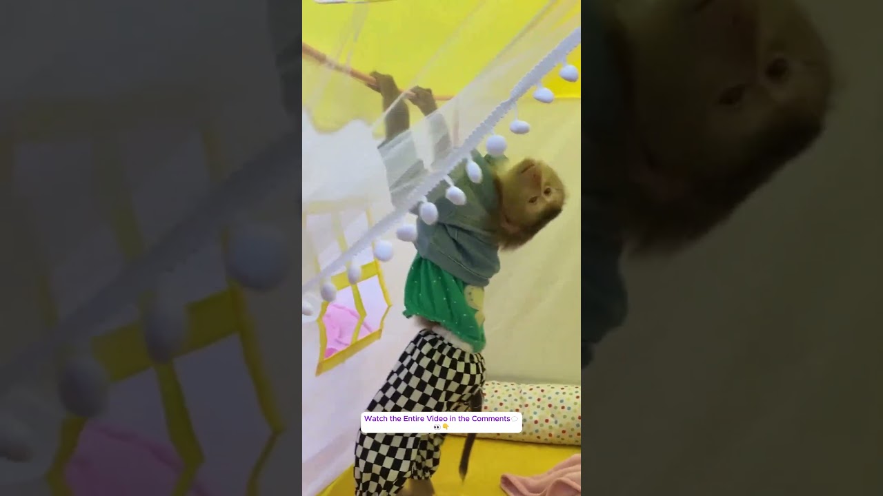 Monkey Lyly was suddenly given a new house which made me laugh when I saw her reaction. 