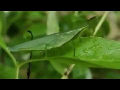 Video: Polyphagous Green Grasshopper