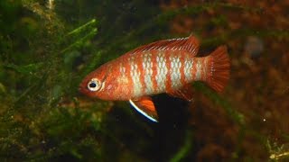 Scarlet badis, Dario dario-Species Spotlight