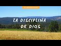 La disciplina de dios el grano de trigo