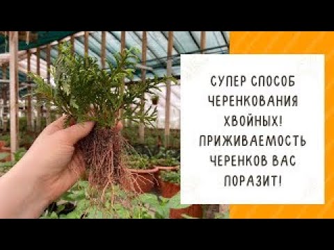 Видео: Когда можно сдавать черенки хвойных пород?