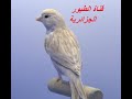 chante femelle canari n2 نداء أنثى الكناري لتجهيز الذكر