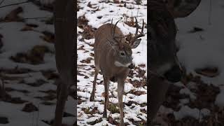 A Hunt Full Of Grit, Heart, And Pursuing Elusive Bucks.