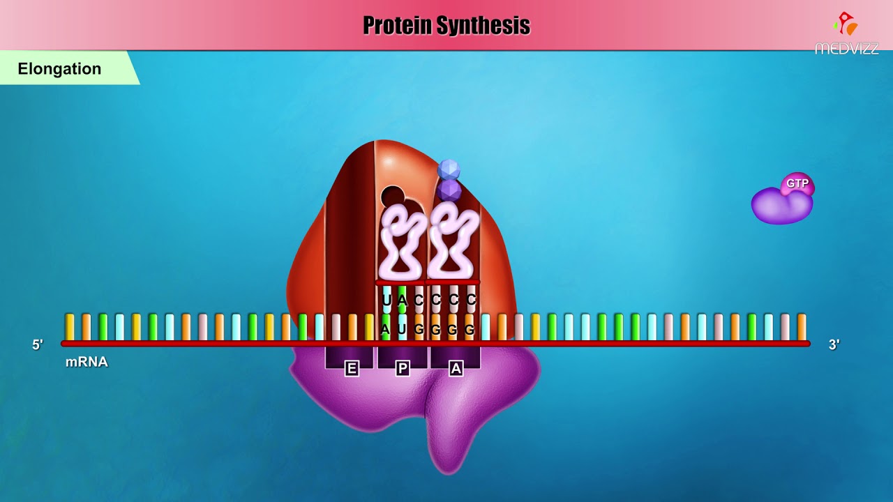 Bacterial Protein synthesis Animation - Initiation, Elongation and  Termination - YouTube