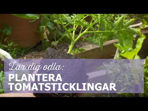 Video: Plantera Krusbär I Det öppna Under Våren: Hur Man Planterar Plantor Korrekt? Under Vilken Månad Kan Du Plantera Den? Steg-för-steg-instruktioner För Avstigning, Rekommendationer