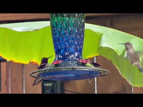 Https Www Tiktok Com Stevedelaney06 R 1 T ZT 92ljP1fSJA5 