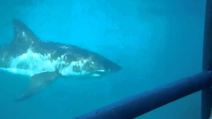 underwater shark