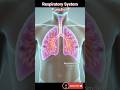 Respiratory System Explained | How We Breathe | Human Body Facts #shorts
