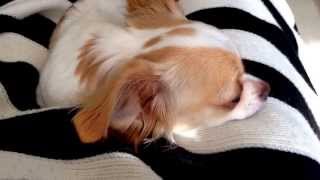 Tiara 20150112 1 Chihuahua