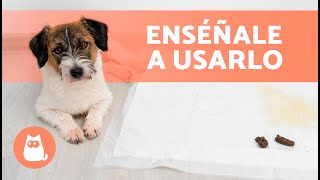 Cómo enseñar a un CACHORRO a hacer sus NECESIDADES en el EMPAPADOR ✅