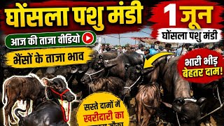 🔥 1 जून घोंसला पशु मंडी | भैंसों के रेट सुनकर उड़ जाएंगे होश | भारी भीड़, तगड़े सौदे 🐃 