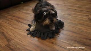 Cutest Dog Trick Ever