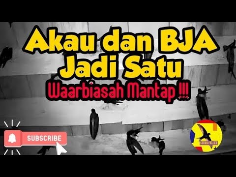 Kombinasi Suara Inap Luar Biasa Akau dan BJA Super