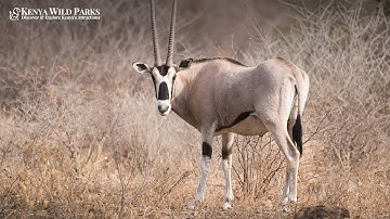 What Are Some Fun Facts About Oryx?