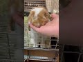 【極上の癒し】ママの毛づくろいに骨抜きにされるたれ耳うさぎ #うさぎ #うさぎのいる暮らし #bunny #ホーランドロップ #shorts