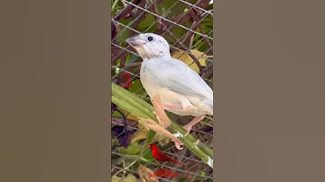 Breeding Java Sparrow - padda bird sounds #birds #animal #animals #nature #bird
