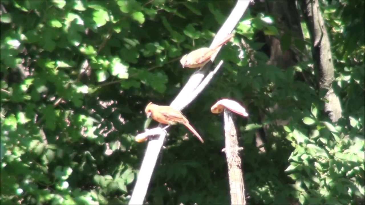 For the Birds 001 waouts LoLff love