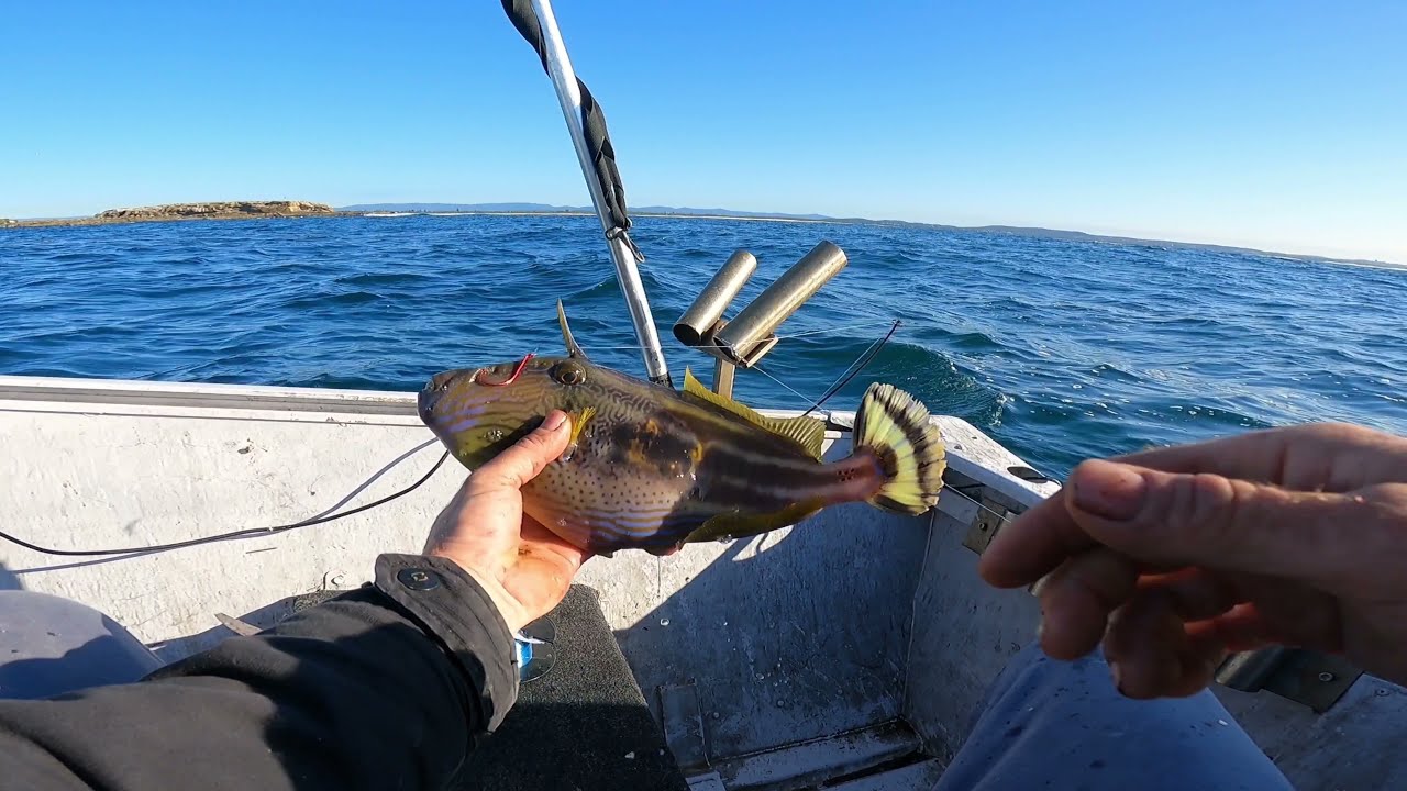 how to catch mullet, lake seal and local headland fishing 