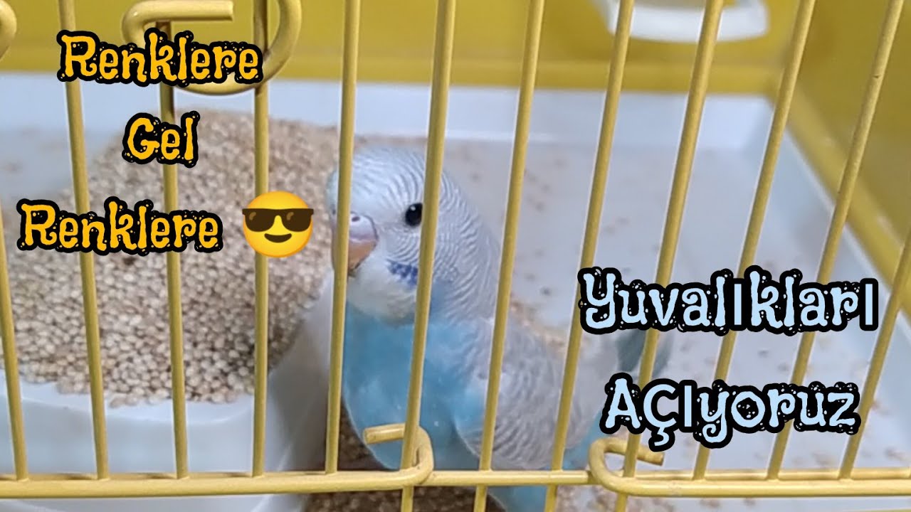 Yuvalıklardan Yavru Topluyoruz l Show Jumbo Yavruları l Vlog 13