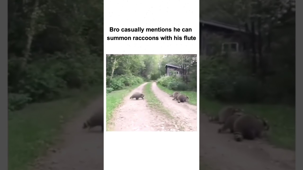 Bro casually mentions he can summon raccoons with his flute 😍😍