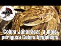 Cobra Jararaca, a mais perigosa Cobra brasileira | Biólogo Henrique o Biólogo das Cobras