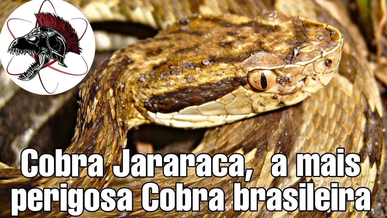 Cobra Jararaca, a mais perigosa Cobra brasileira | Biólogo Henrique o Biólogo das Cobras
