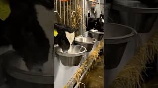 Amazing Feeding Calf Milk #Farm #Cows #Farming #Cattleculture #Calf #Cow