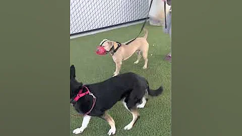 Beau & Margo D2D