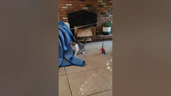 cats - Who needs expensive toys when an Amazon bag...
