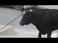 Peru’s cruel running of the bulls:  Terrified bull gores bystander