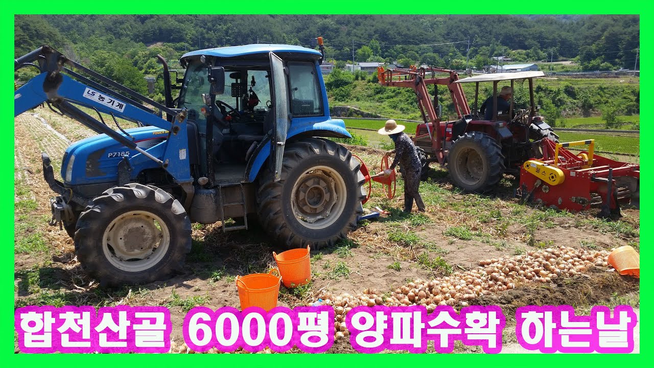 합천산골 6000평 양파 수확하는날(Hapcheon Valley 6,000 pyeong Onion Harvesting Day)