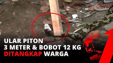 Sering Memangsa Hewan Ternak, Ular Piton Berukuran Besar Ditangkap Warga | tvOne
