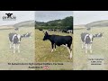 🚨-Top Quality Group of 70 Autumn born high output heifers in the UK.
